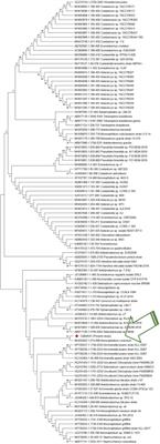 Nutrient Deprivation Mobilizes the Production of Unique Tocopherols as a Stress-Promoting Response in a New Indigenous Isolate Monoraphidium sp.